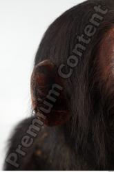 Ear Chimpanzee